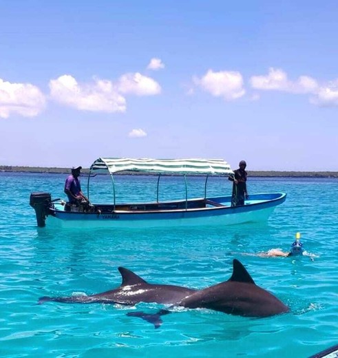 Dolfijnen zwemmen voor de kust van Zanzibar