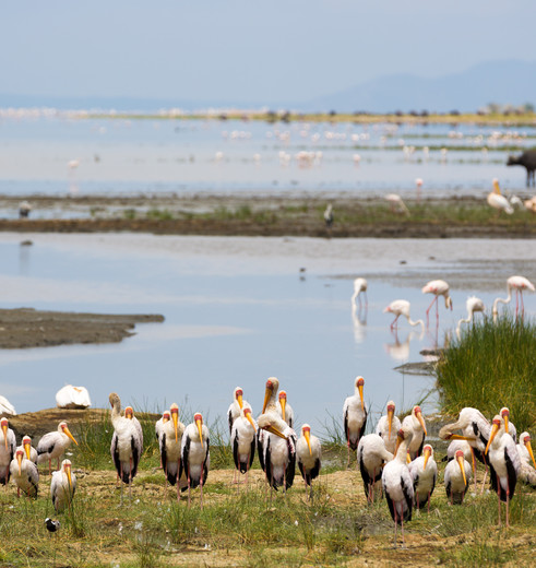 Er zijn veel vogels te spotten bij Lake Manyara