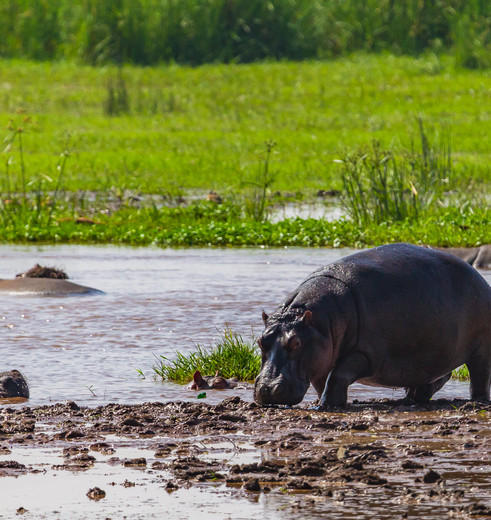 Nijlpaarden spotten in Lake Manyara, Tanzania