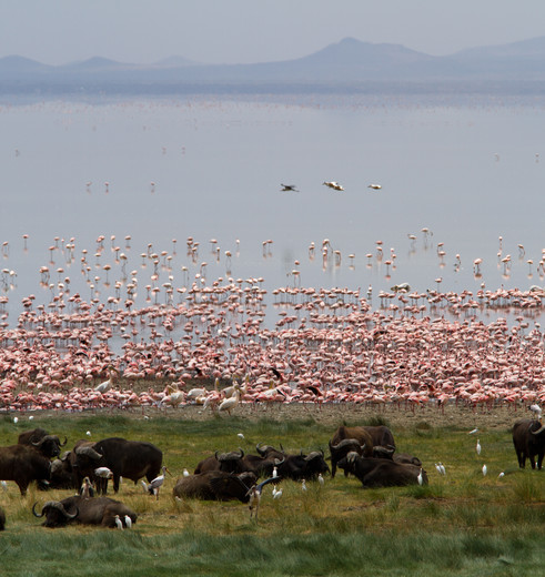 flamingo’s bij Lake Manyara, Tanzania