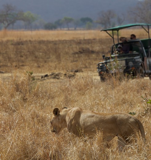wild spotten vanuit safarivoertuig Mikumi National Park, Tanzania wild spotten vanuit safarivoertuig Mikumi National Park, Tanzania