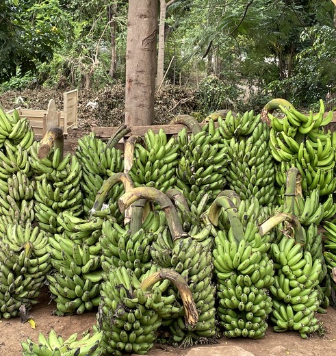 bananenplantage in Mto wa Mbu, Tanzania