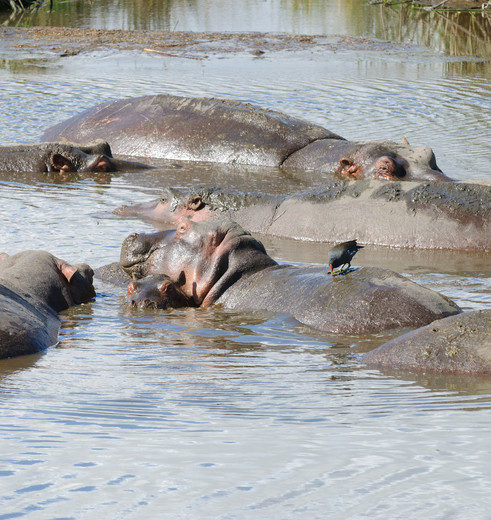 nijlpaarden in de Ngorongoro, Crater, Tanzania