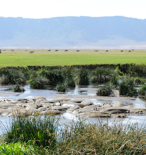 Tanzania-Ngorogoro-krater-4-nijlpaard