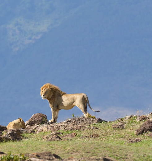 Tanzania-Ngorogoro-krater-7-leeuw_1_363170