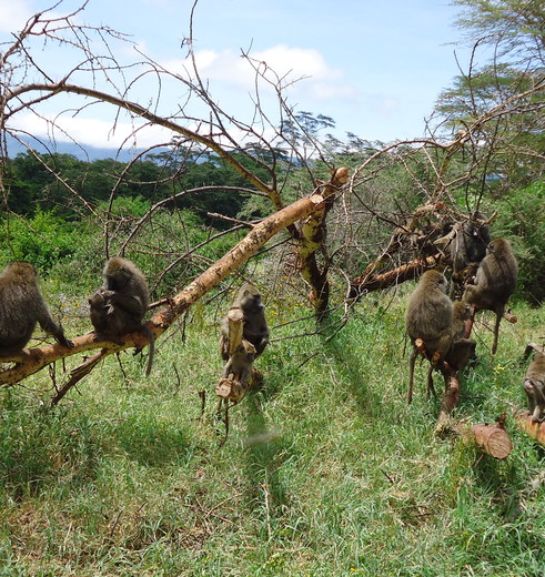 Tanzania-Ngorongoro-apen
