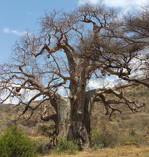 Tanzania-Ngorongoro-baobab(2)