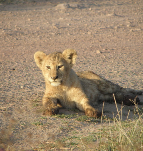 leeuwenwelp in Ngorongoro Crater, Tanzania