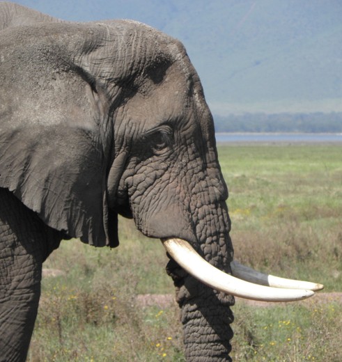 olifant in de Ngororongoro Krater, Tanzania