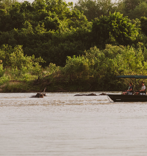 nijlpaarden in de Rufiji-rivier, Nyerere National Park, Tanzania