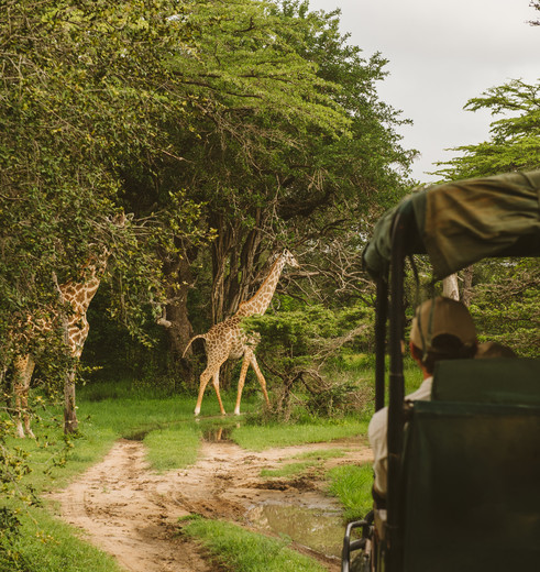 safaritocht in Nyerere National Park, Tanzania