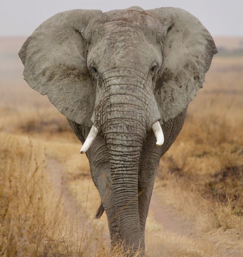 Tanzania Ngorongoro krater olifant