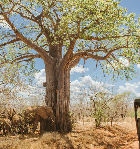 olifanten spotten in Ruaha National Park, Tanzania olifanten spotten in Ruaha National Park, Tanzania