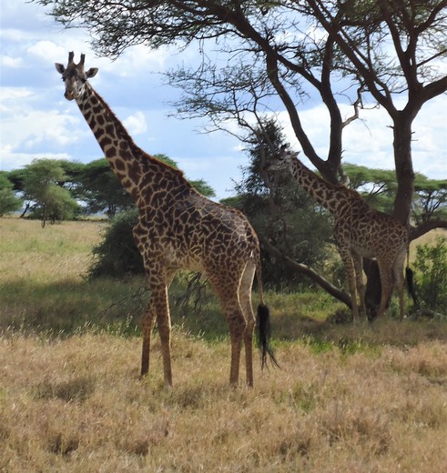 Tanzania-Serengeti-Giraffen(2)