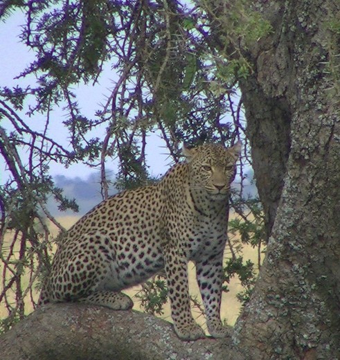Tanzania-Serengeti-luipaard