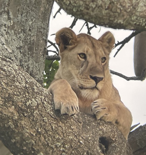 leeuw in Serengeti, Tanzania