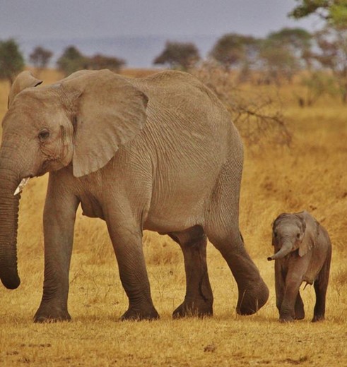 Olifant met jong wandelend over de Serengeti, Tanzania