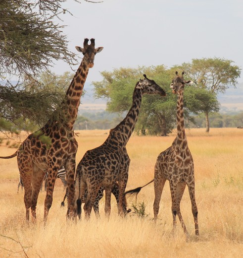 giraffes in Serengeti giraffes in Serengeti