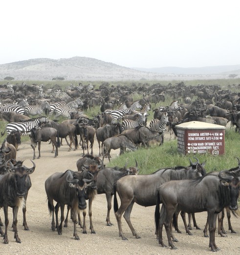 Migerende wildebeesten en zebra's in Serengeti Migerende wildebeesten en zebra's in Serengeti