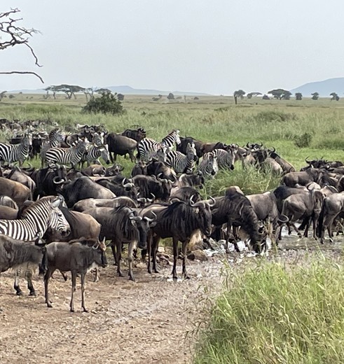 migratie op de savannes, Tanzania