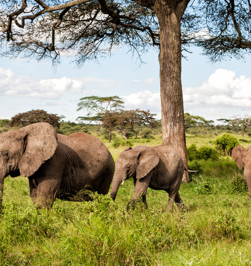 Olifanten spotten, Tanzania