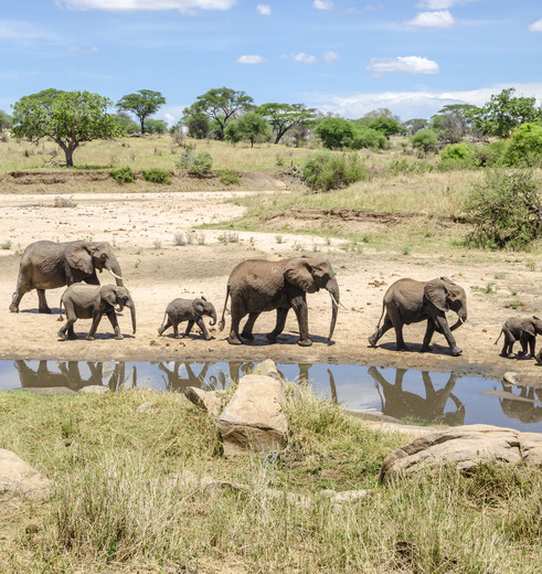 olifantenmigratie Tarangire, Tanzania olifantenmigratie Tarangire, Tanzania