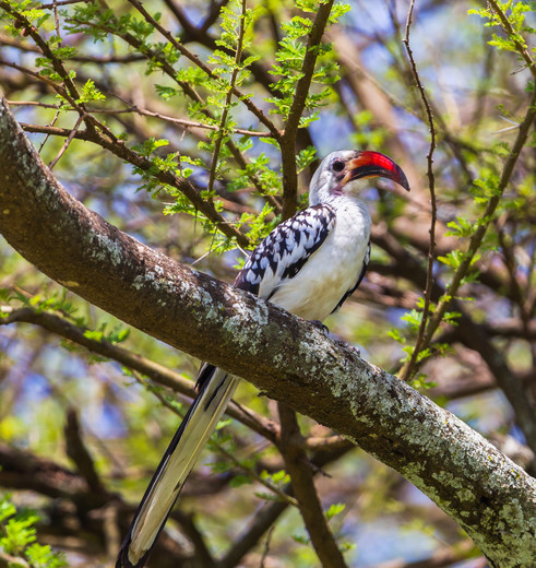 Hornbill vogel Tarangire, Tanzania Hornbill vogel Tarangire, Tanzania