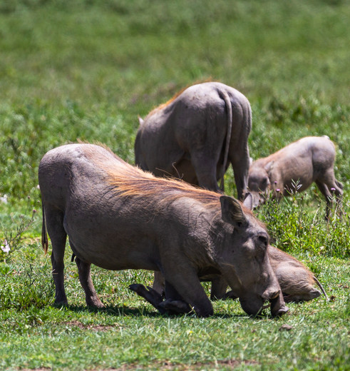 Wrattenzwijnen in Tarangire National Park