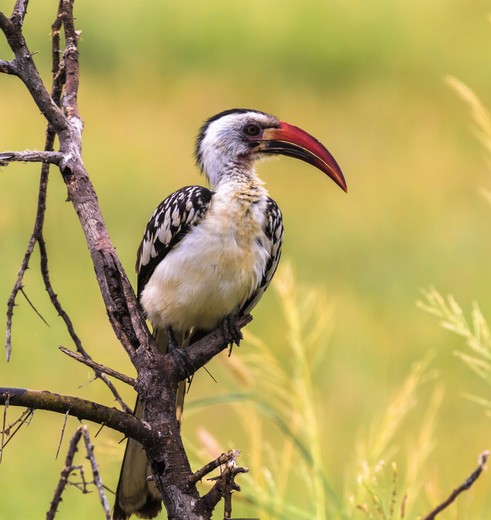 Een hoornvogel in Tarangire National Park