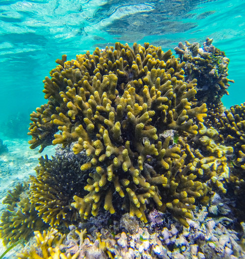 Tanzania-Zanzibar-20-onderwater