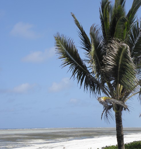 Tanzania-Zanzibar-Palmboom_1_375934