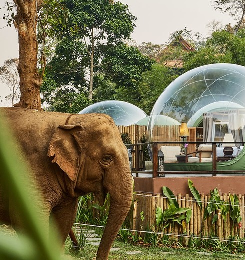 Slapen tussen de olifanten in een bubbel in Anantara in Chiang Saen