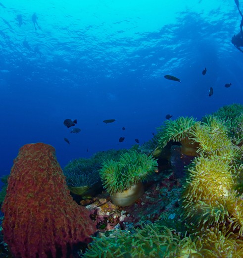 Thailand-KohTao-onderwaterwerld1_2_281813