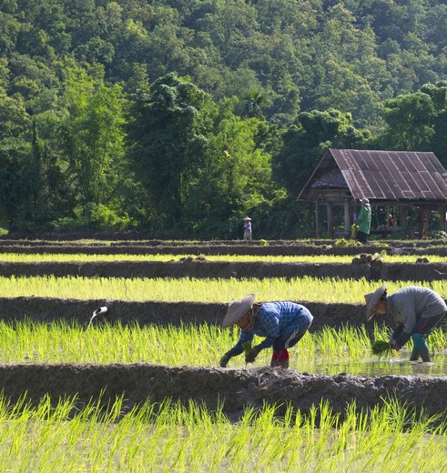 De Thai aan het werk op het land, Thailand
