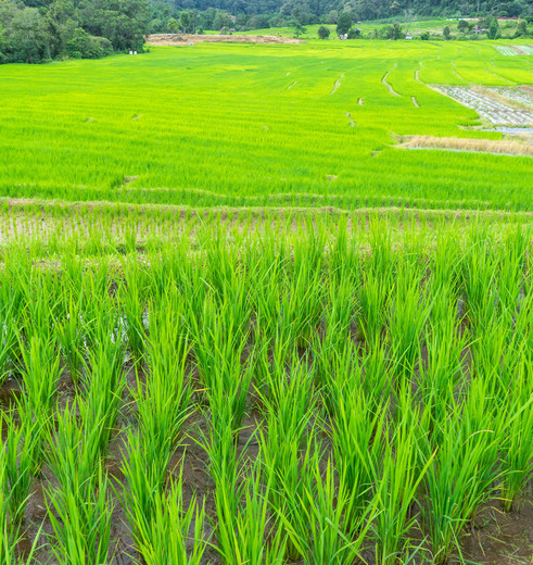 Thailand-noord-landschap4-omgeving-chiangmai.jpg   123- 44135759_l