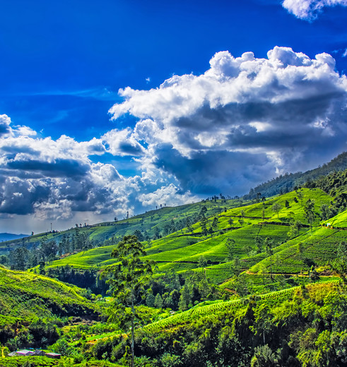 De theevelden van Nuwara Eliya