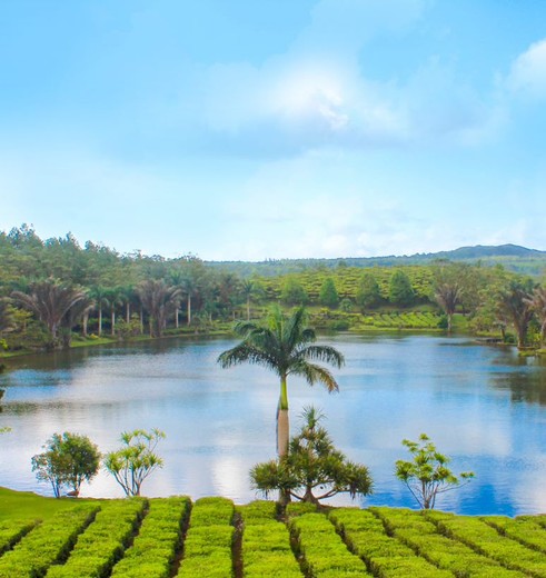 Theeplantage Bois Cheri met palmboom