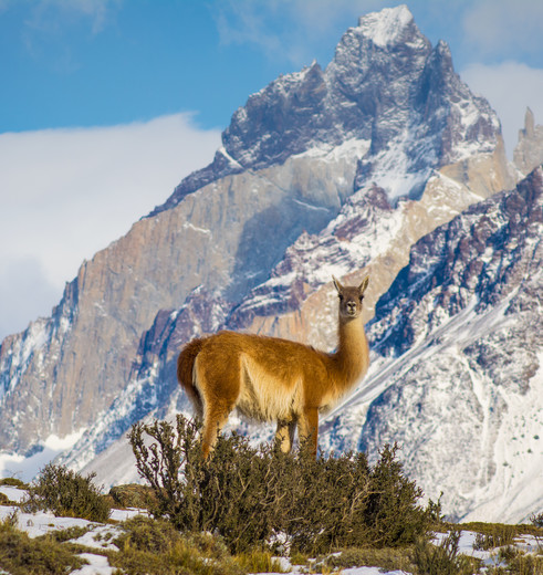 Torres-del-Paine-Vicuna_1_431354