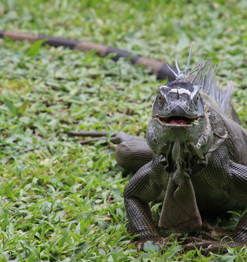 Tortuguero-Leguaan_1_335571