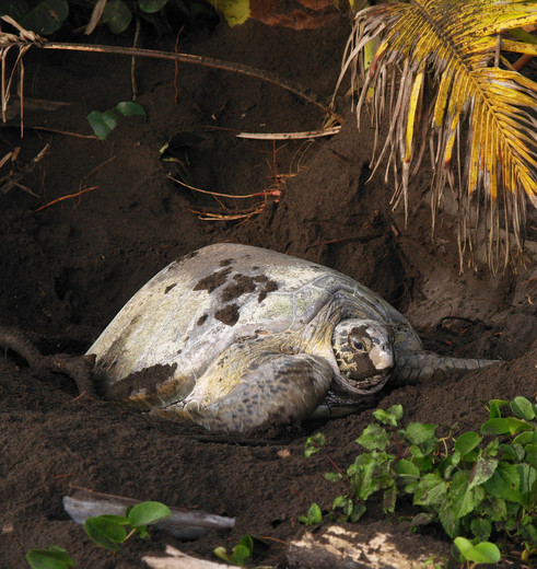 Een zeeschildpad in Tortuguero