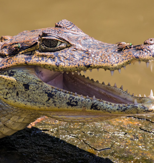 Tortuguero-NP-23-krokodil(10)