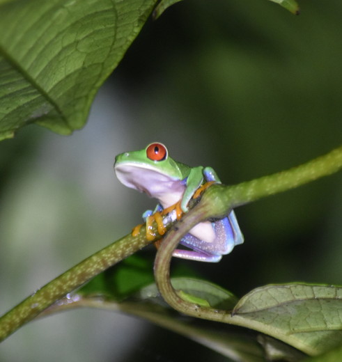 Kikker in Tortuguero National Park, Costa Rica