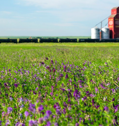 Uitzicht op prairies in het centrale deel van Canada