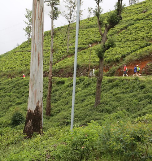 Route langs de theevelden van Sri Lanka