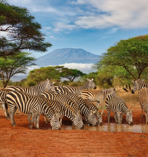 Zebra's bij de waterdrinkplaats in Tsavo National Park, Kenia