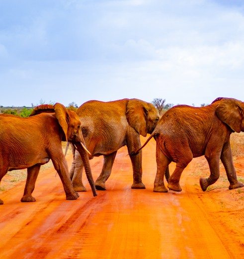 Rode olifanten in Tsavo West, Kenia