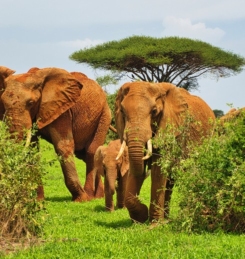 Olifanten spotten in Tsavo, Kenia