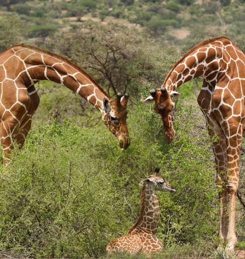 Giraffes in Tsavo National Park, Kenia