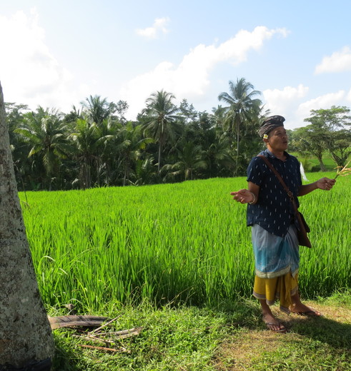 Ubud-Rijstveld-Gids_1_406514