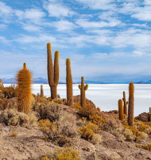 Cactussen op de zoutvlakte van Uyuni in Bolivia